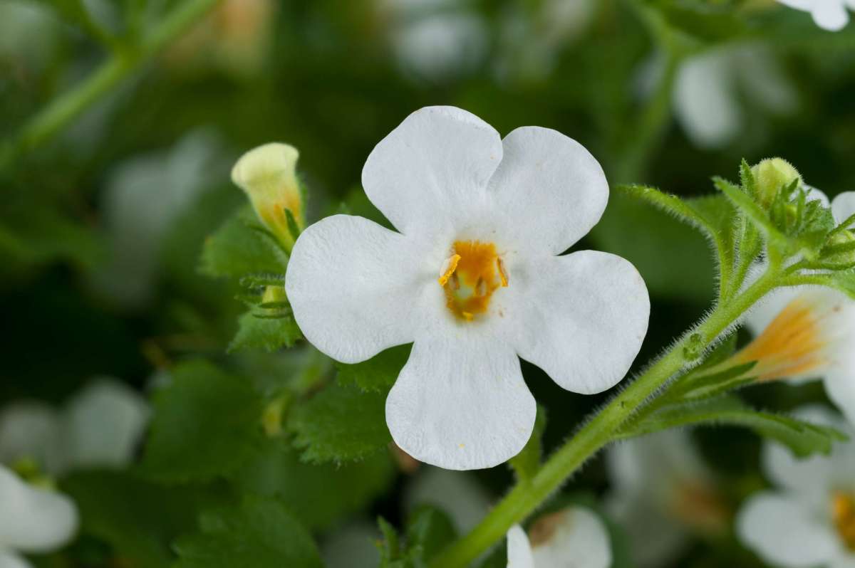 Scopia® Gulliver Compact White