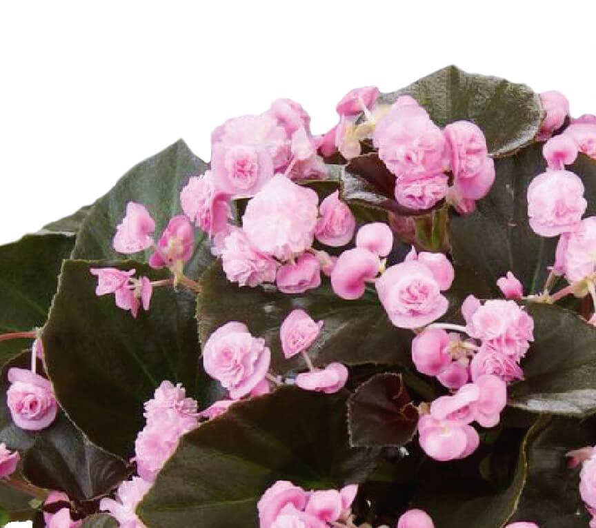 Doublet™ Pink