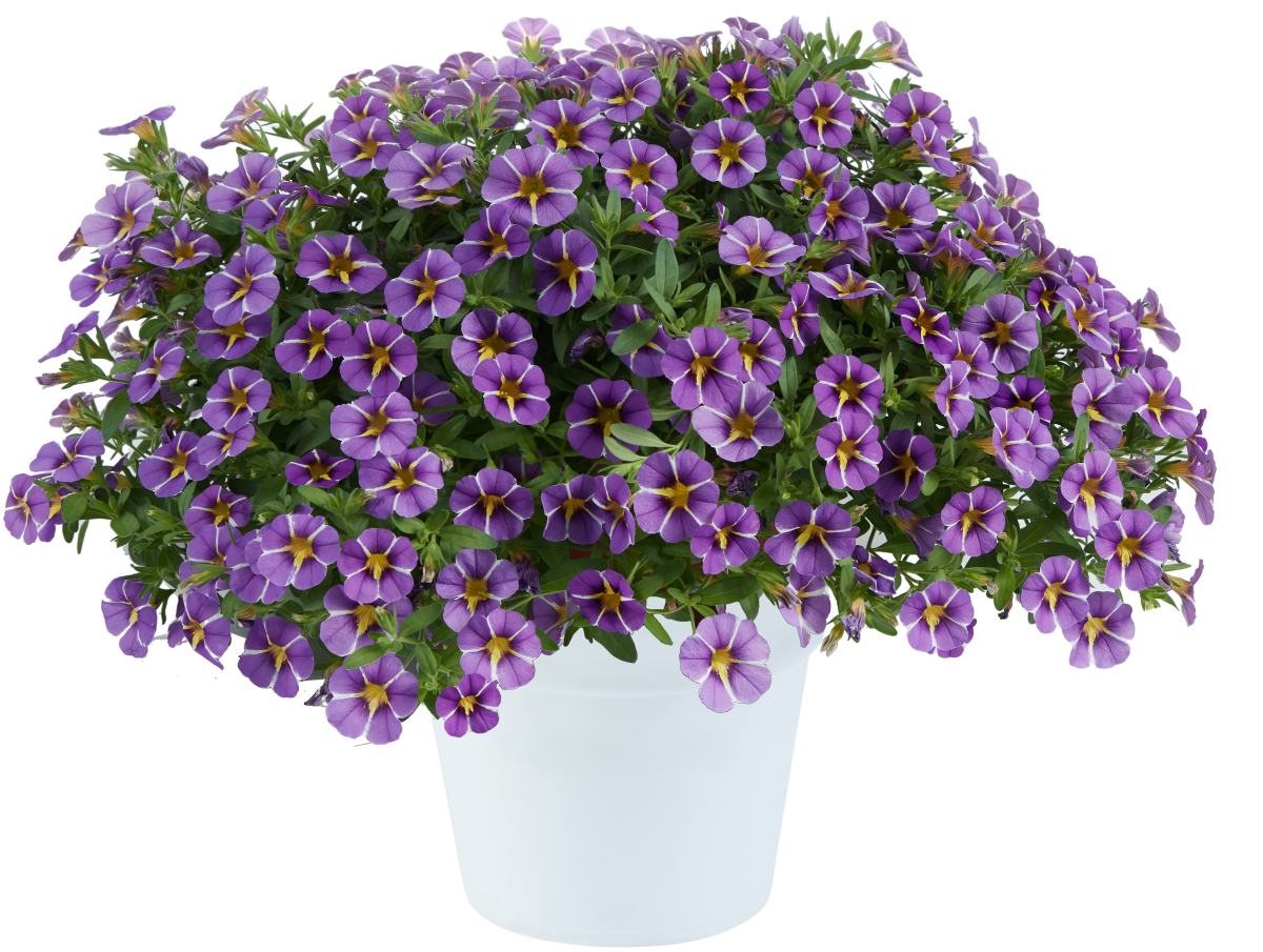 Colibri™ Purple Bling