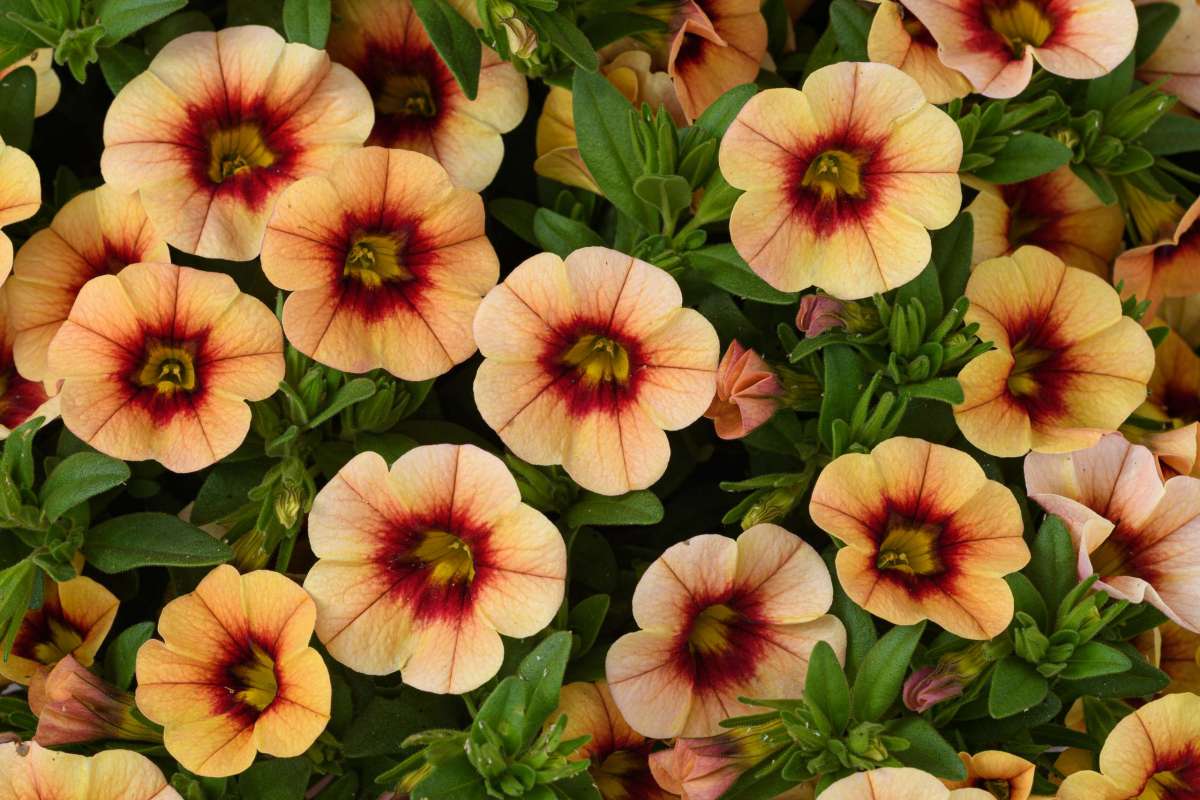 Eyeconic™ Compact Sunset