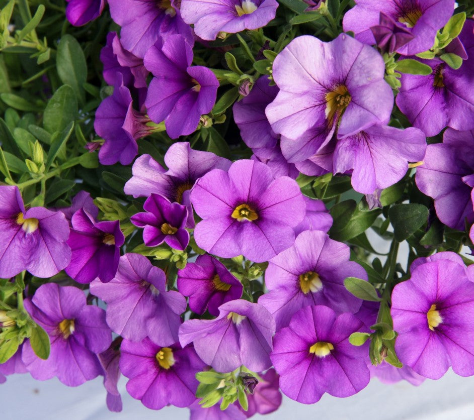 Lia™ Violet