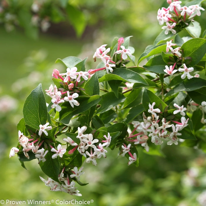 Sweet Emotion® Hardy Abelia