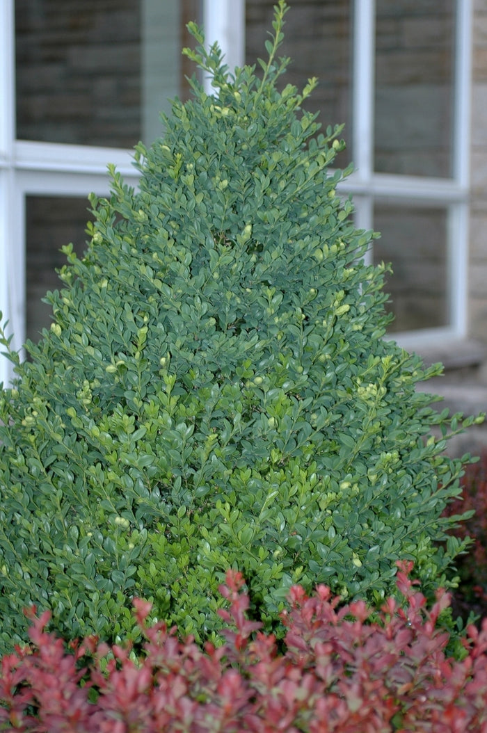 Green Mountain Boxwood