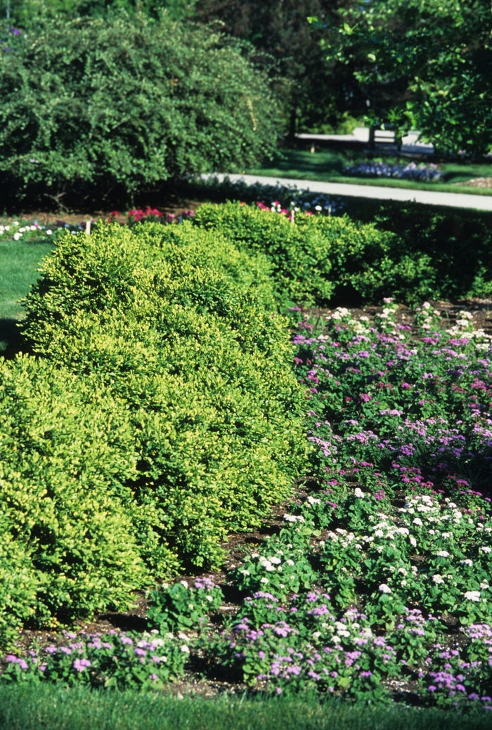 Green Velvet Boxwood