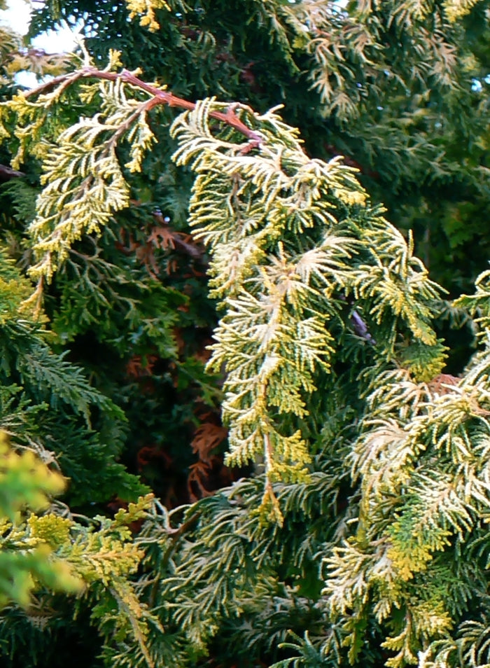 Fernspray Gold Hinoki Falsecypress