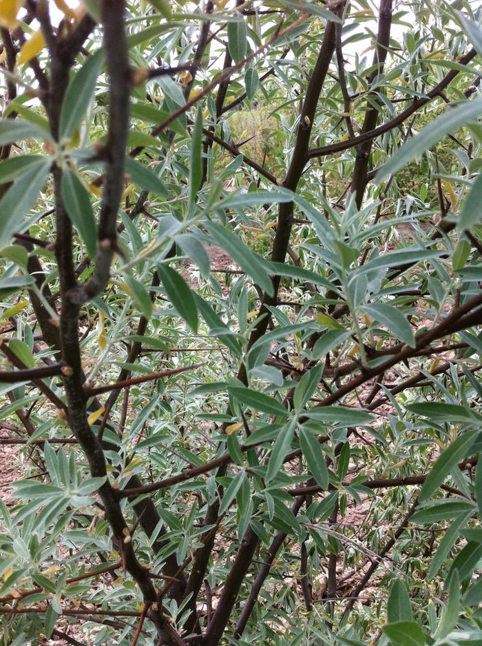 Russian Olive