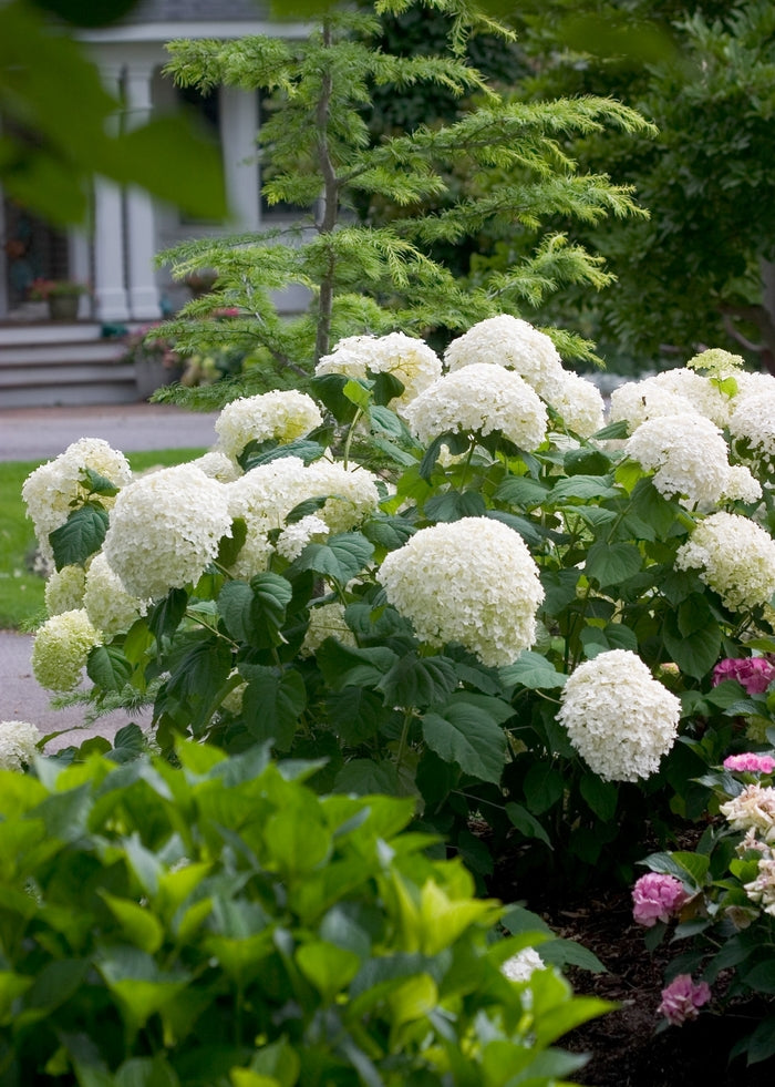 Incrediball® Smooth Hydrangea