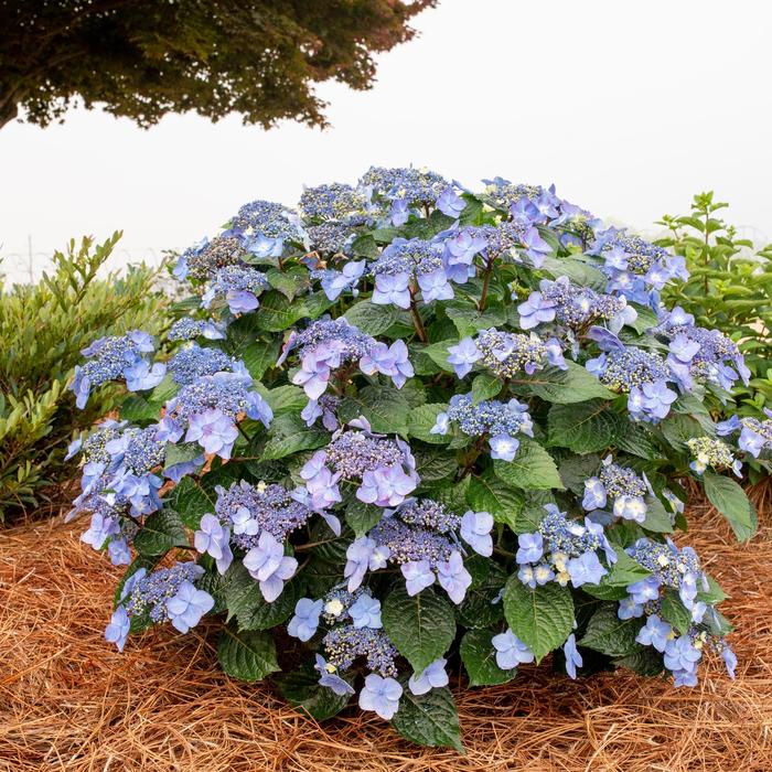 Pop Star Big Leaf Hydrangea