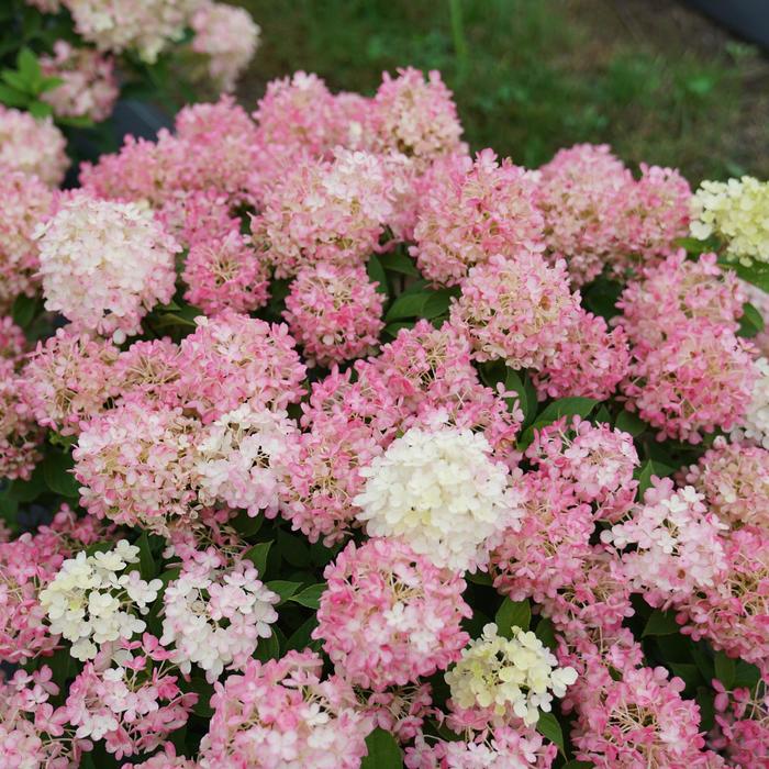 Fire Light Tidbit® Panicle Hydrangea