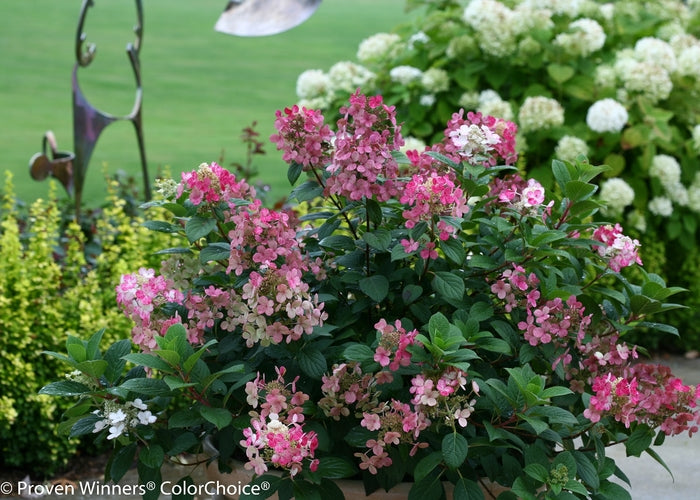 Little Quick Fire® Panicle Hydrangea