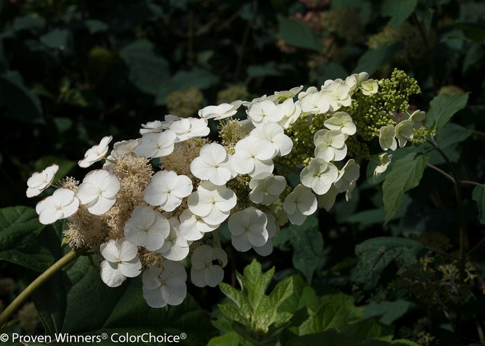Gatsby Pink® Oakleaf Hydrangea