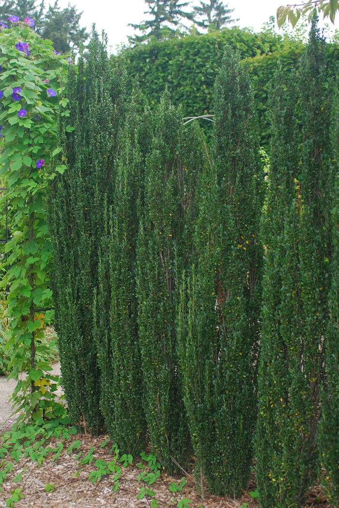 Sky Pencil Japanese Holly