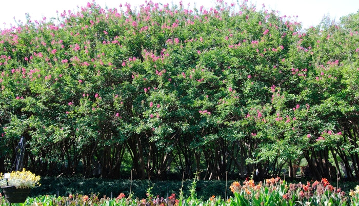 Crapemyrtle