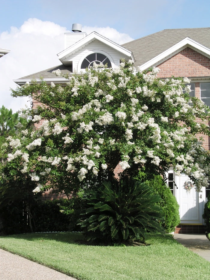 Natchez Crapemyrtle