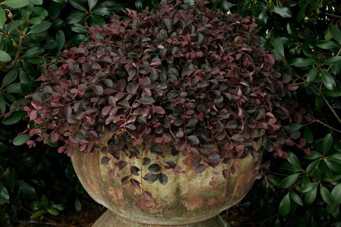 Purple Pixie® Chinese Fringe-Flower