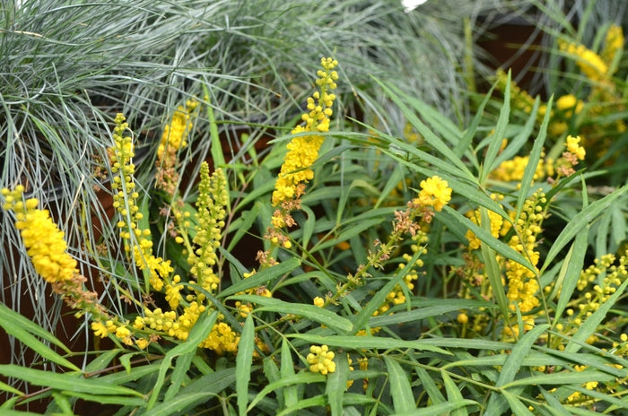 Soft Caress Grape Holly