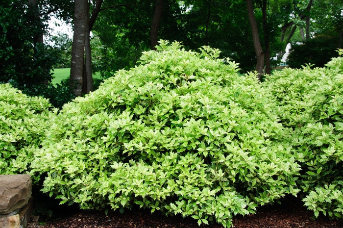 Goshiki Gold Dust Holly