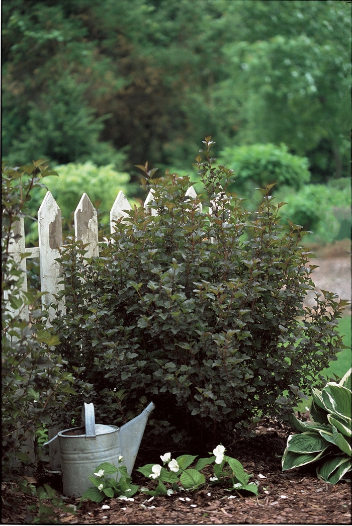 Ninebark