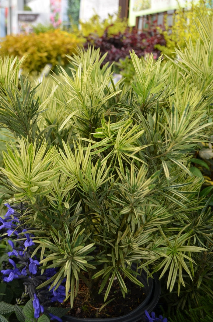 Roman Candle™ Yew Pine