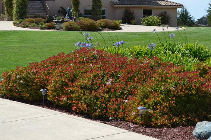 Snow White Indian Hawthorn