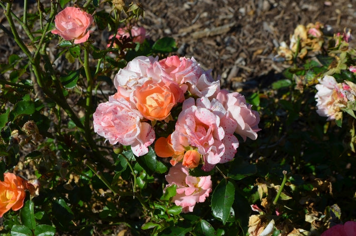 Peach Drift® Rose