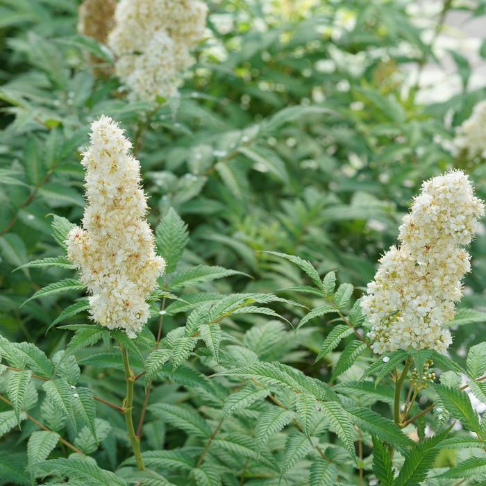 Mr. Mustard® False Spirea