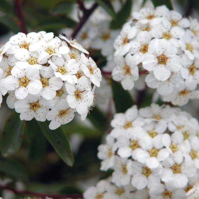 Snowmound Spirea