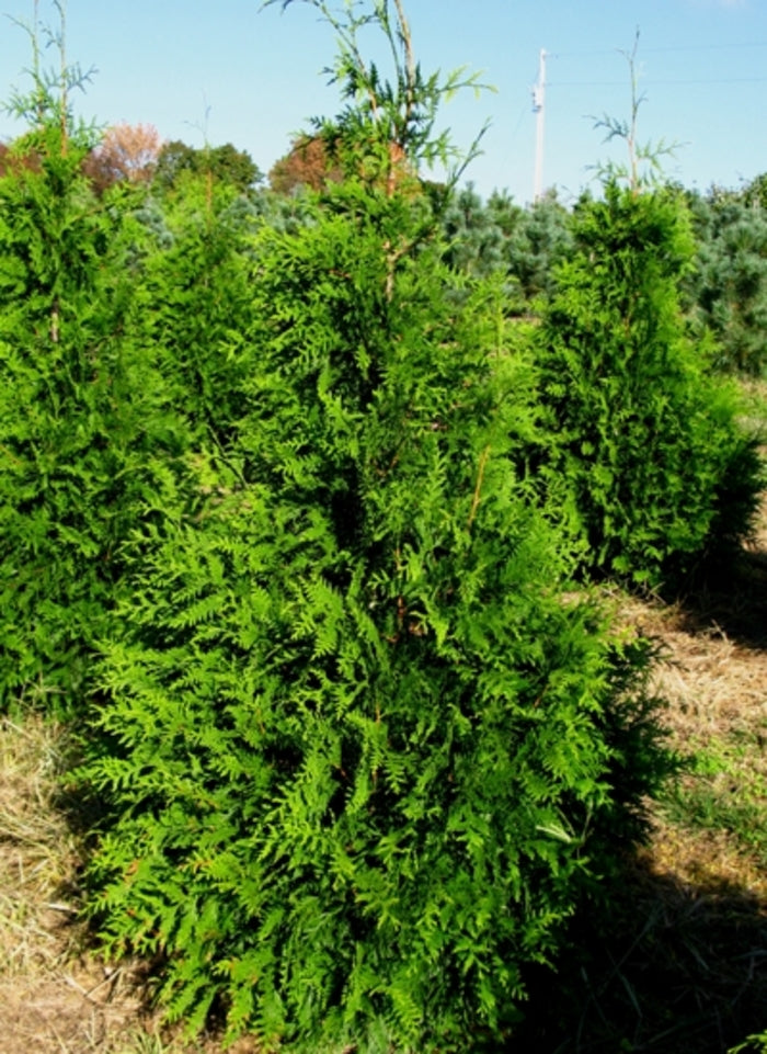 Green Giant Giant Arborvitae