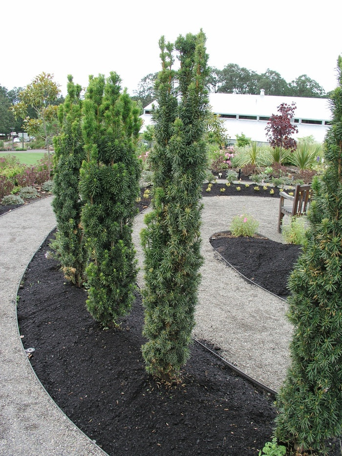 Fastigiata (Stricta) Irish Yew