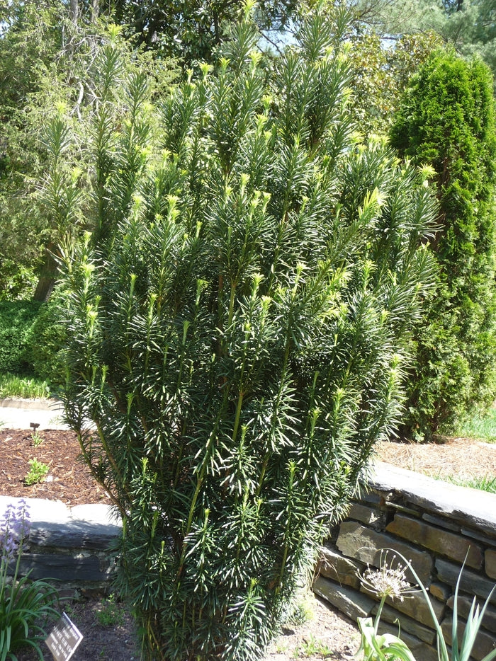 Fastigiata (Stricta) Irish Yew