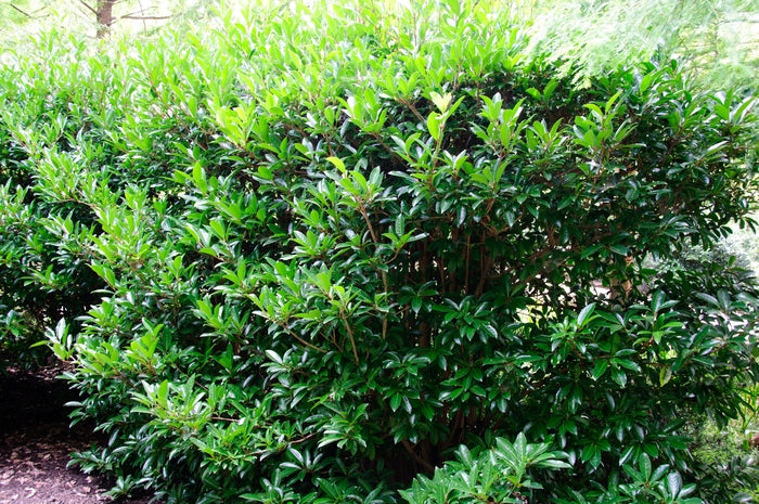 Chindo Sweet Viburnum