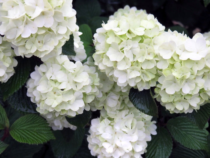 Opening Day™ Doublefile Viburnum