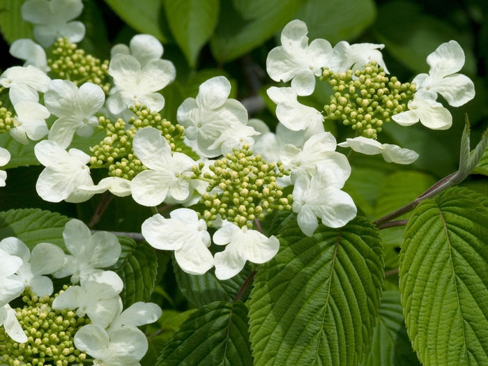 Mariesii Doublefile Viburnum