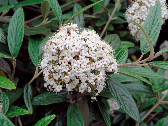 Pragense Prague Viburnum