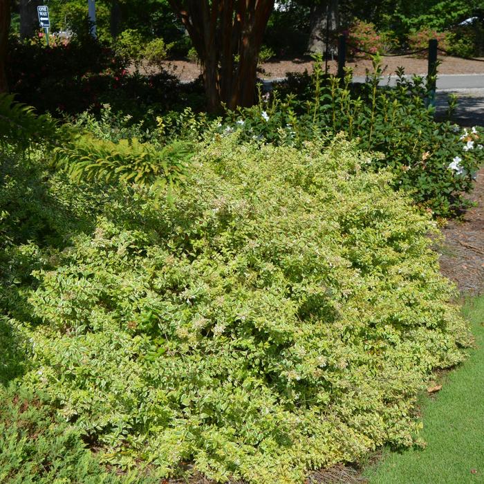 Suntastic™ Radiance