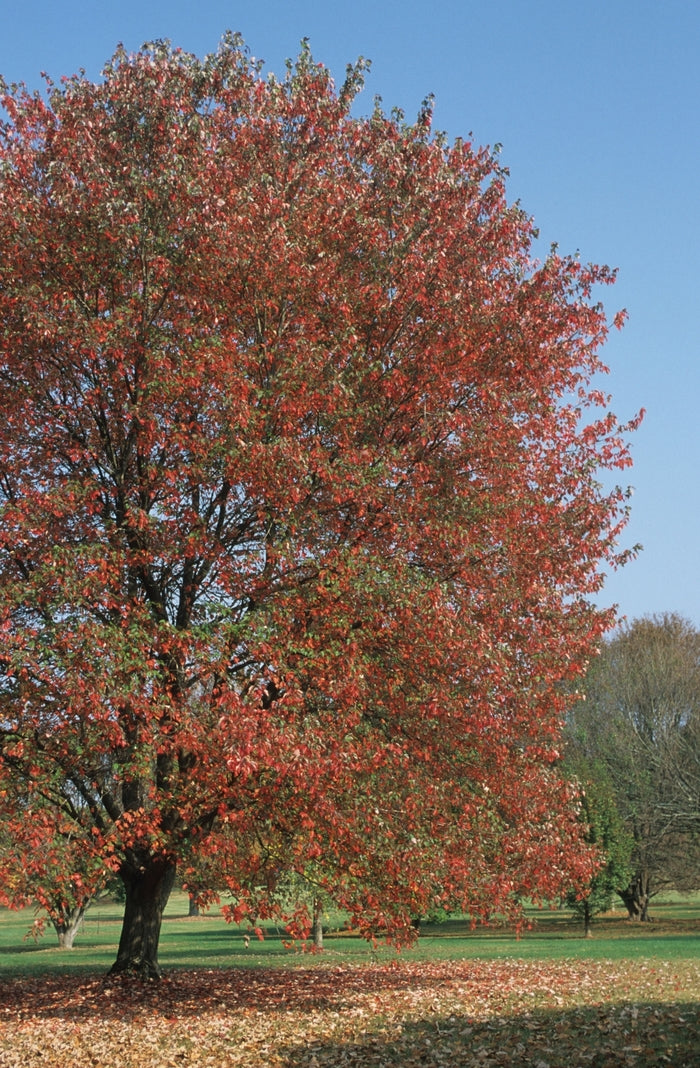 Red Sunset® Red Maple
