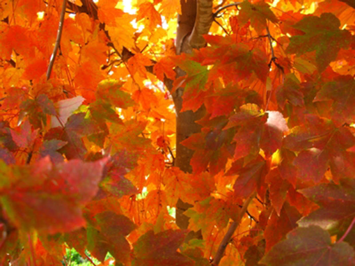 October Glory Maple