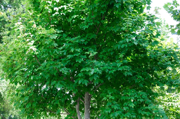 October Glory Maple