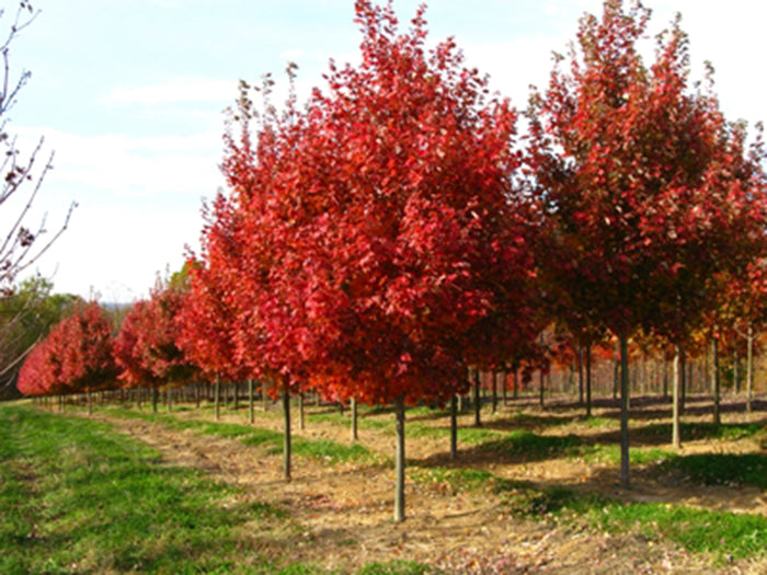 October Glory Maple