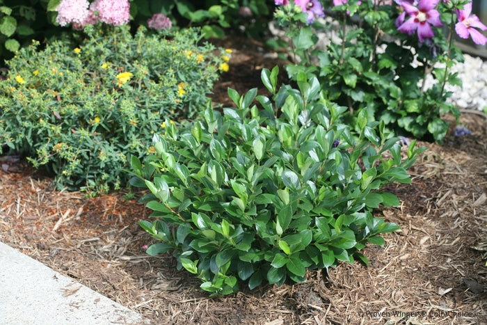 Low Scape Mound® Chokeberry