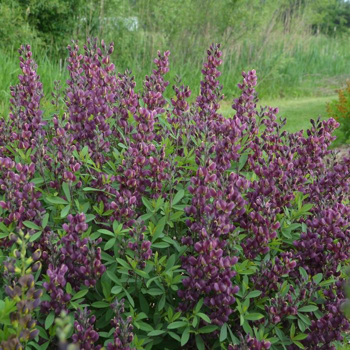 Burgundy Blast False Indigo