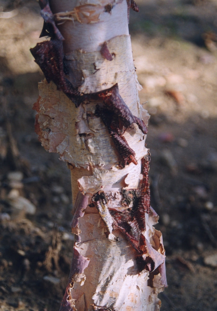 Heritage® River Birch