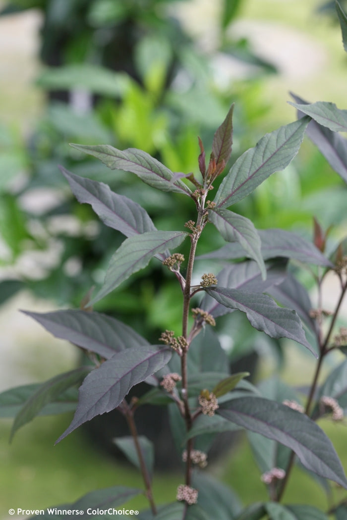 Pearl Glam® Beautyberry