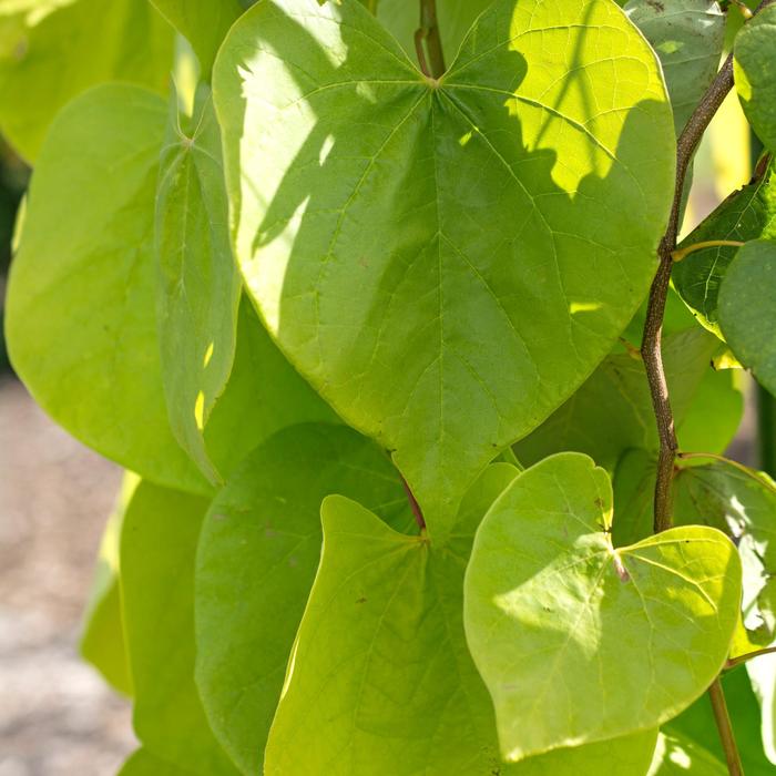 Golden Falls® Redbud