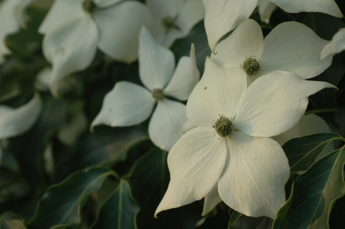 Greensleeves Dogwood