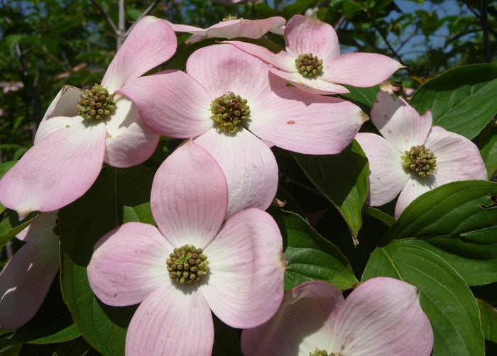 Stellar Pink® Dogwood