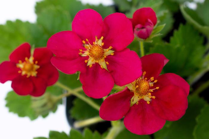 Bushel And Berry® Scarlet Belle™