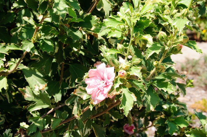 Sugar Tip® Rose Of Sharon