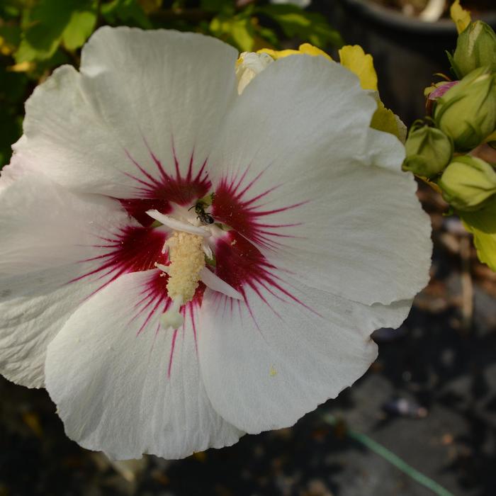 Red Heart Rose Of Sharon