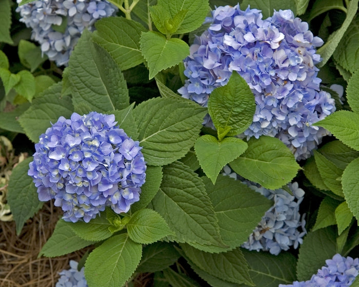The Original Bigleaf Hydrangea